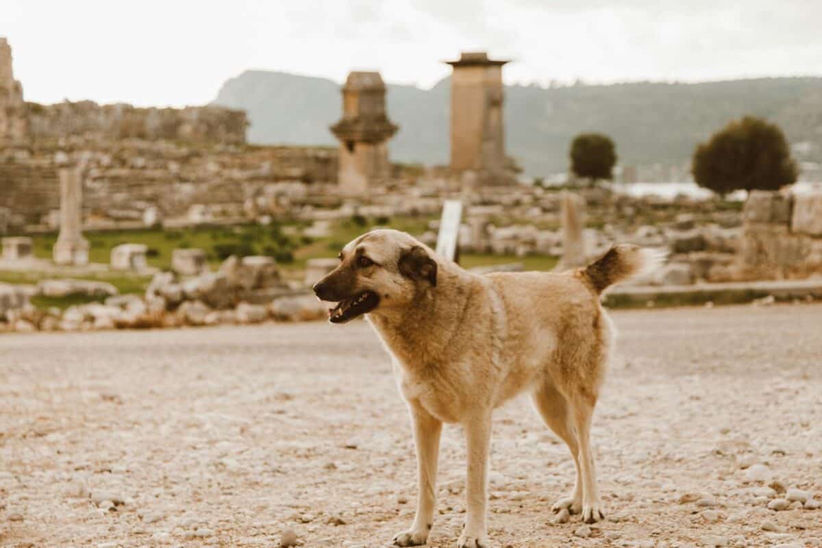 Un chien de Kangal se tenant au milieu des ruines anciennes, capturant un moment serein.
