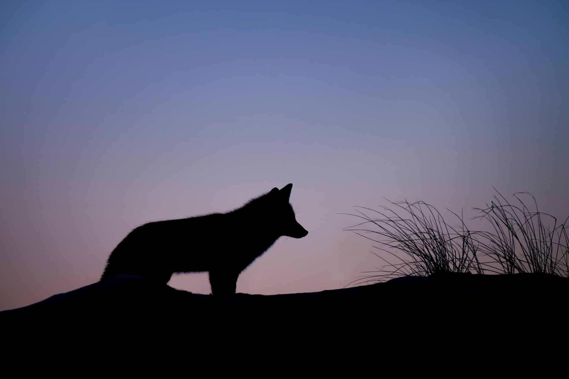 silhouette de loup