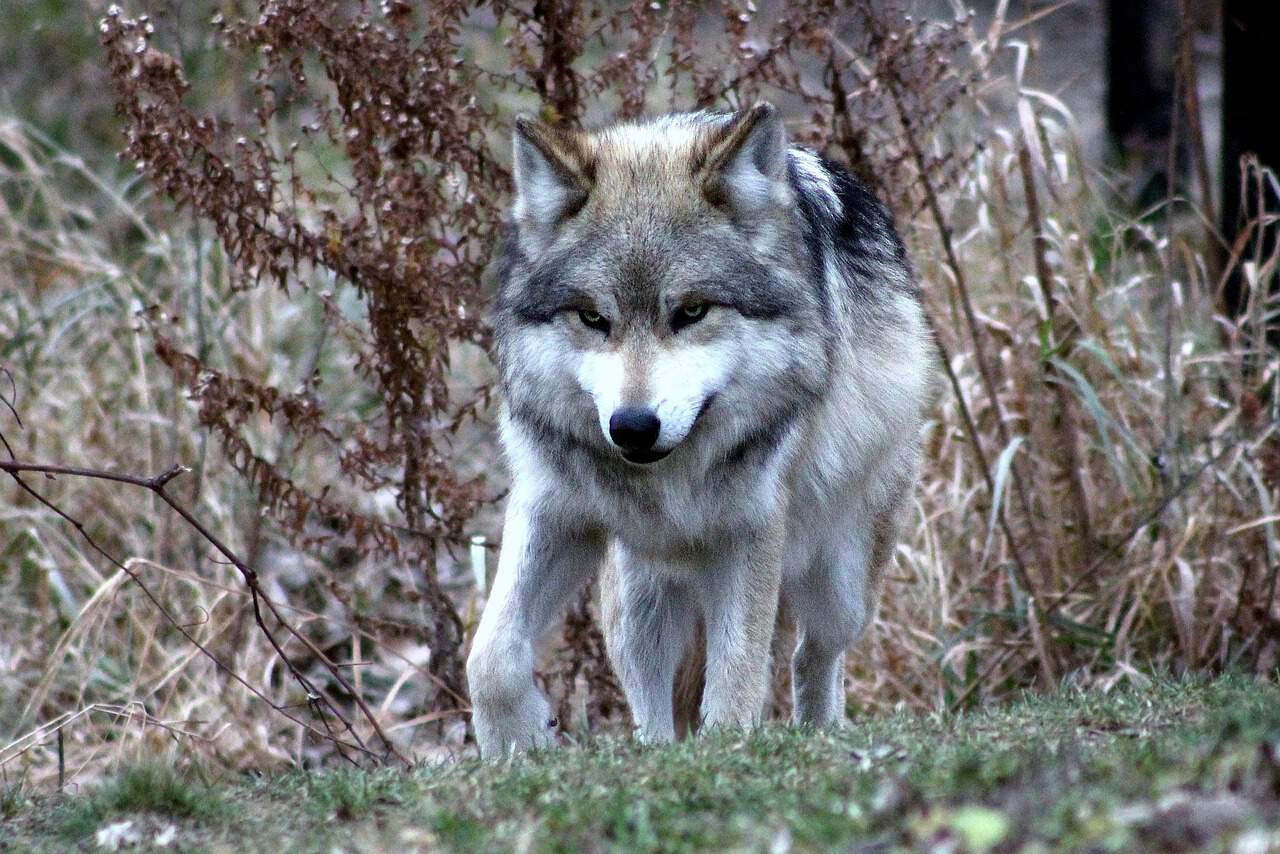 le loup le plus en danger