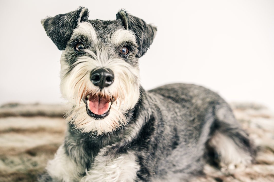 8. Schnauzer nain (crédits photo : unsplash)