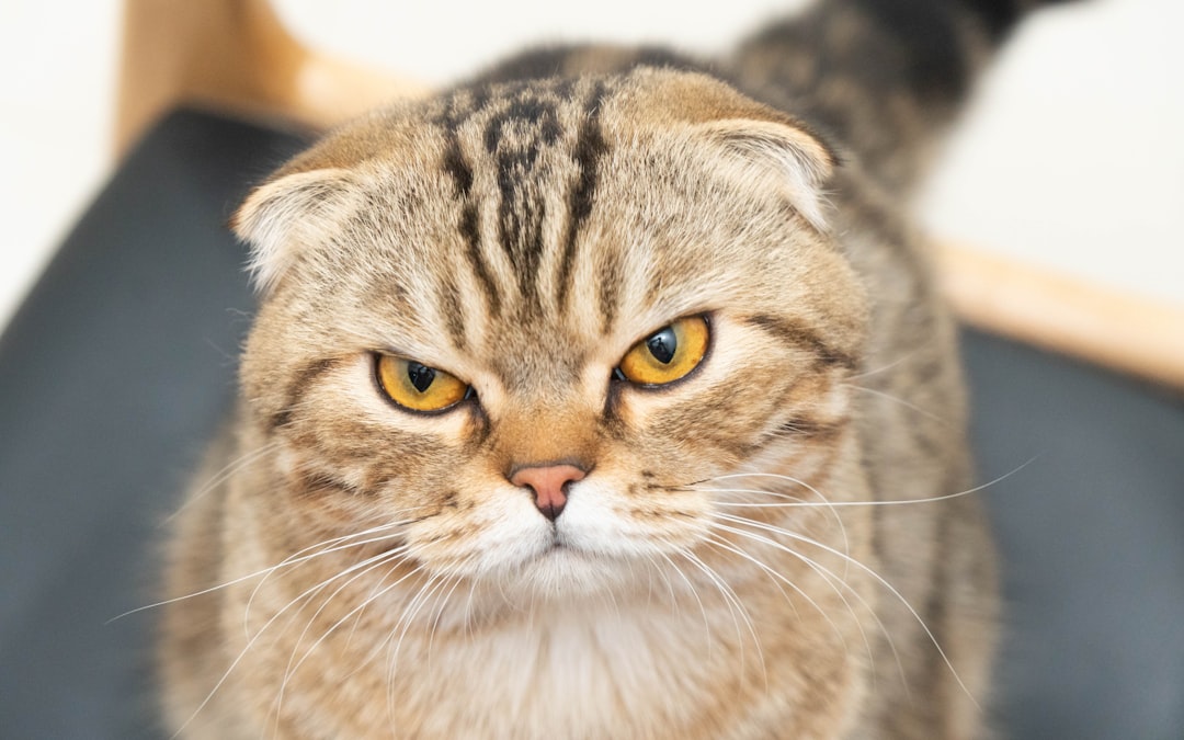 7. Chat Scottish Fold (crédits photo : unsplash)