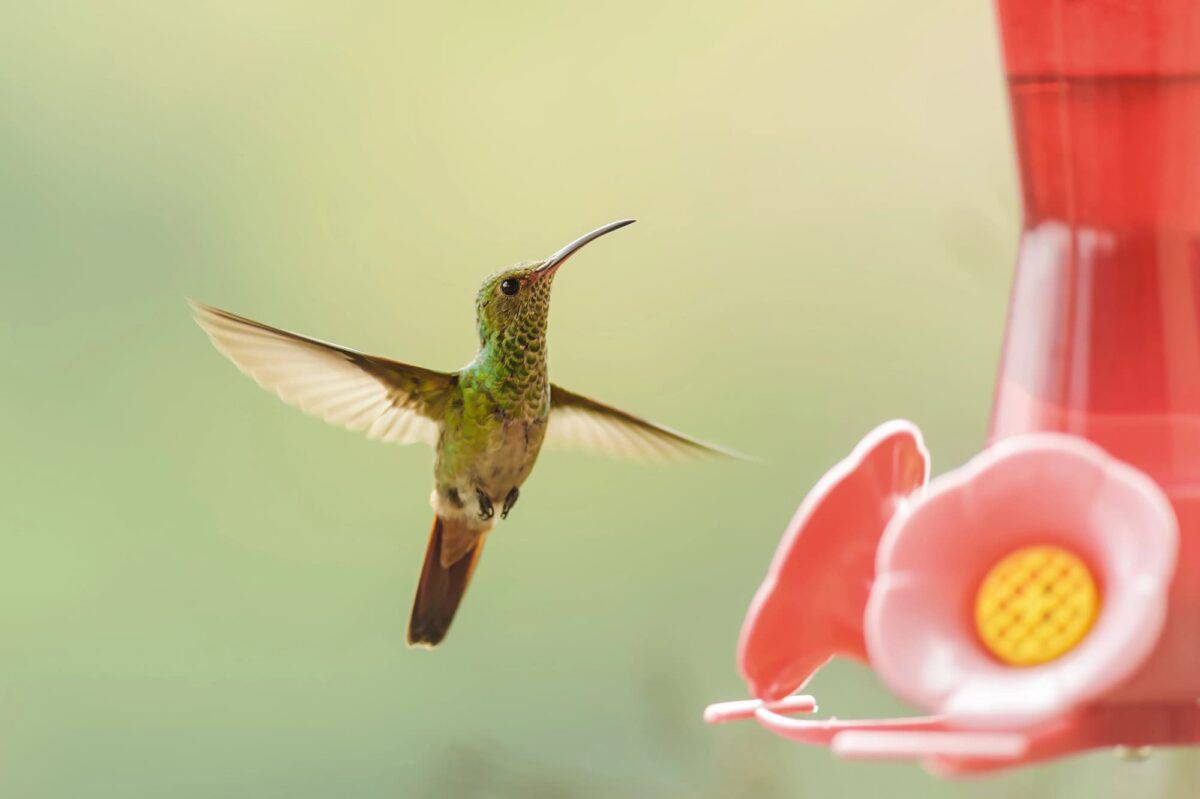 colibri 