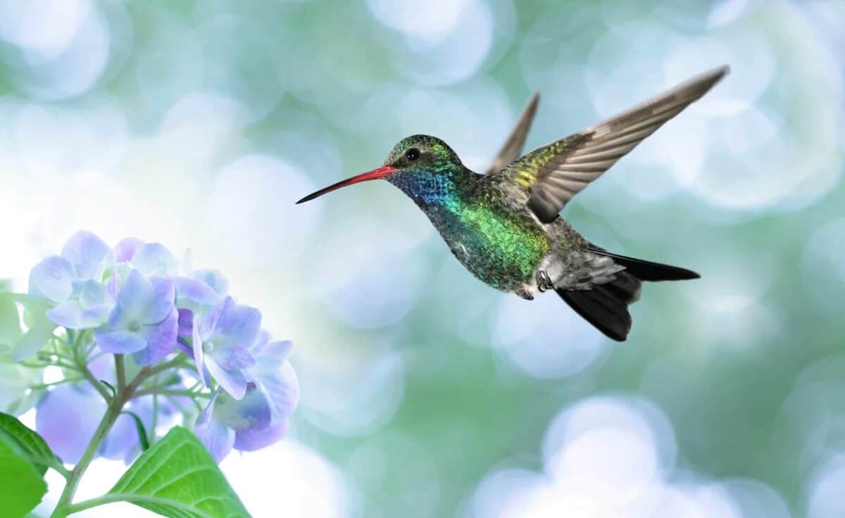 colibri 