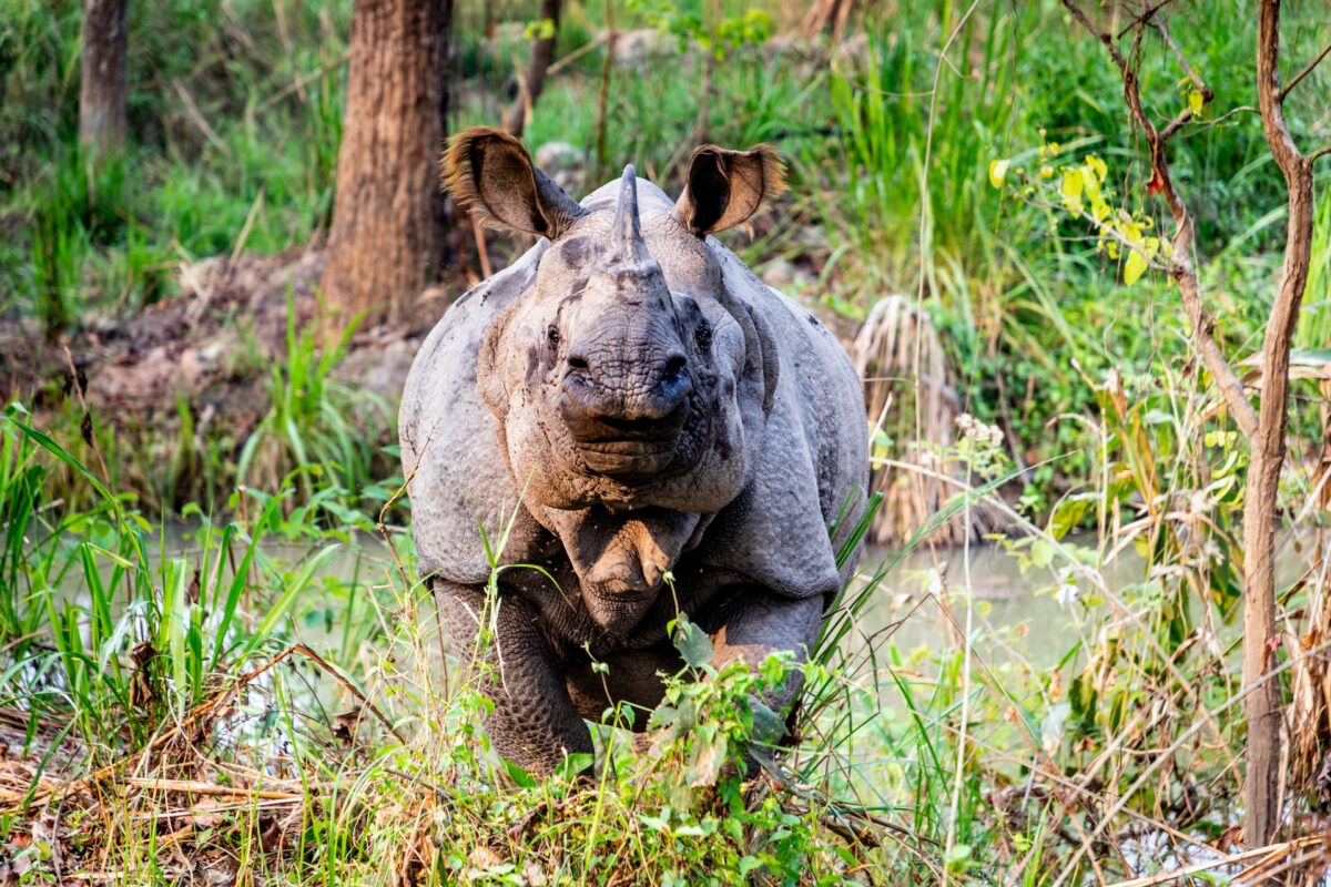 rhinocéros javan