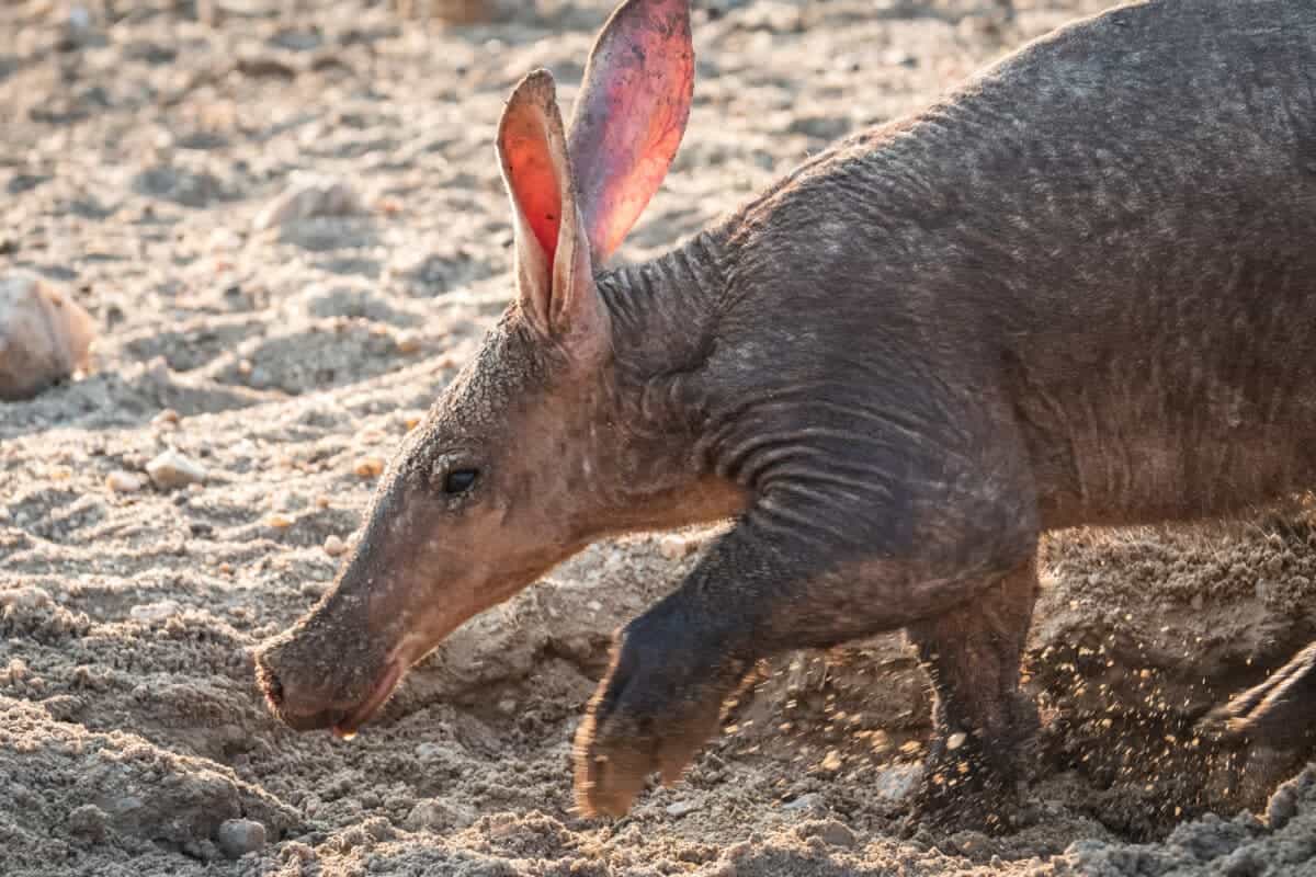 Aardvark vs gorille