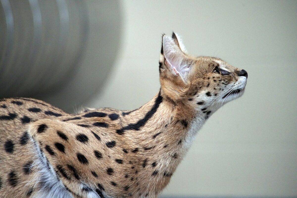 serval chat