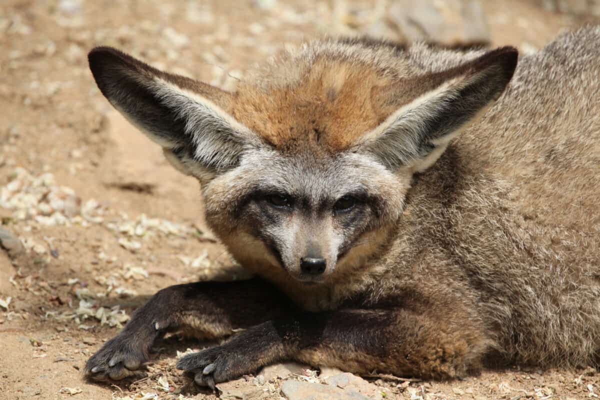 Renard aux oreilles