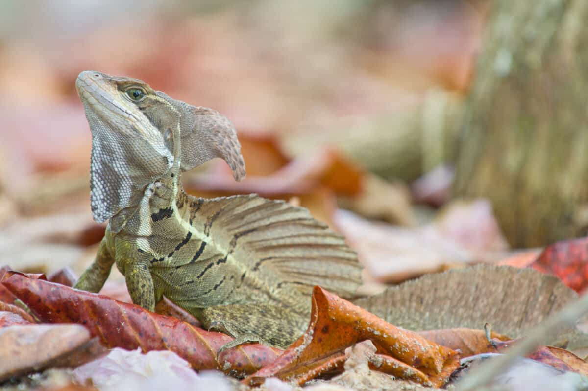 Jésus Lizard