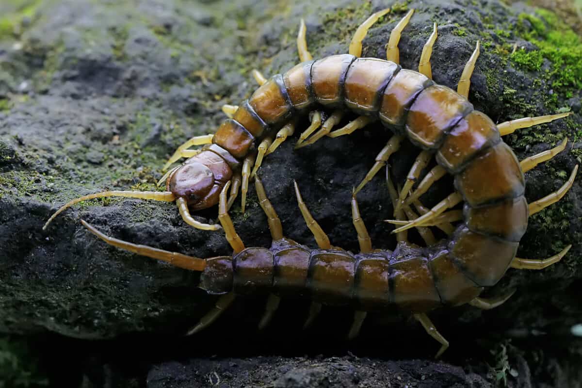 Amazonian Giant Centipede