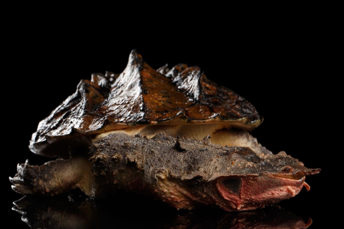 Regarder des tortues