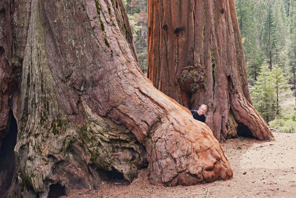 Sequoia & Kings Canyon National Parks, Californie USA
