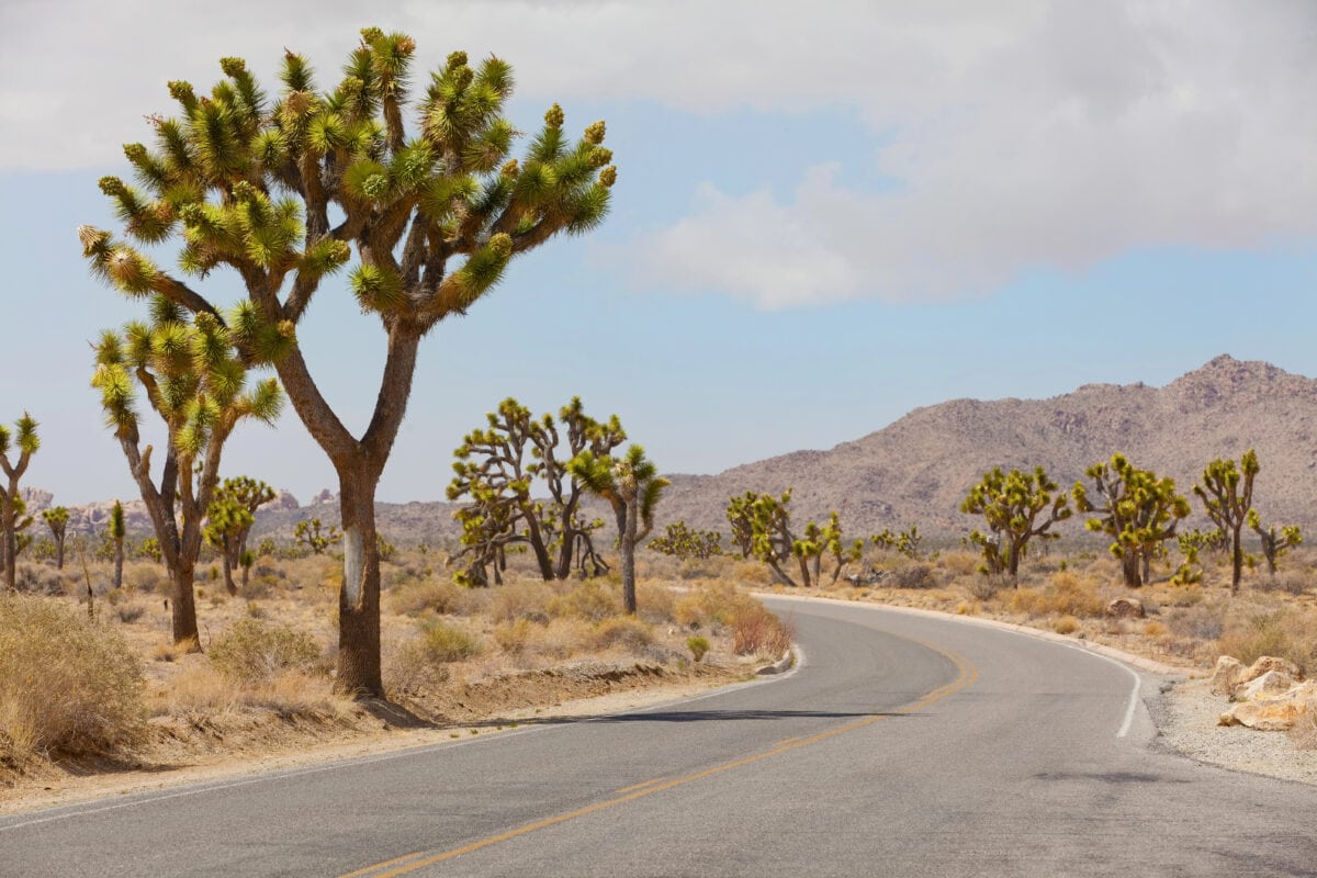 Parc national de Joshua Tree