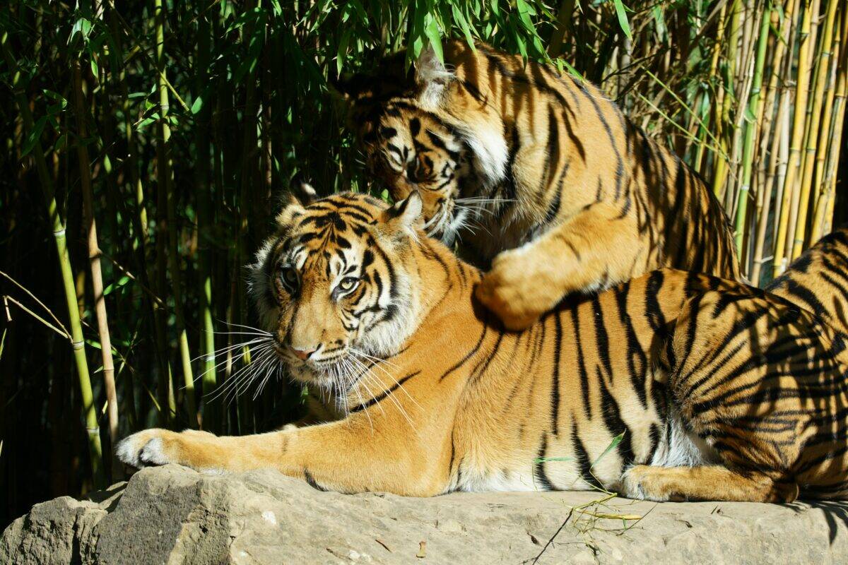 Tigres adultes se reposant après une longue journée.
