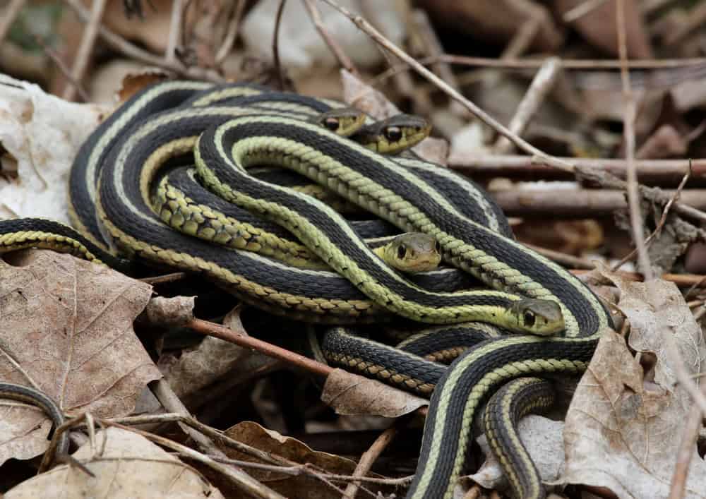 Un tas de couleuvres rayées de l'Est