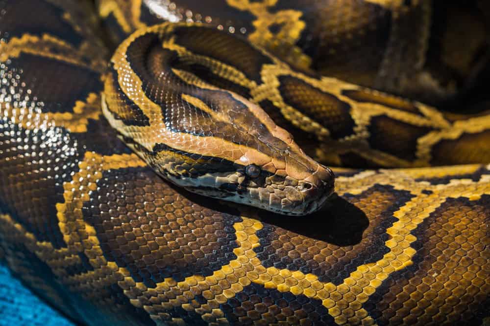 Python birman.