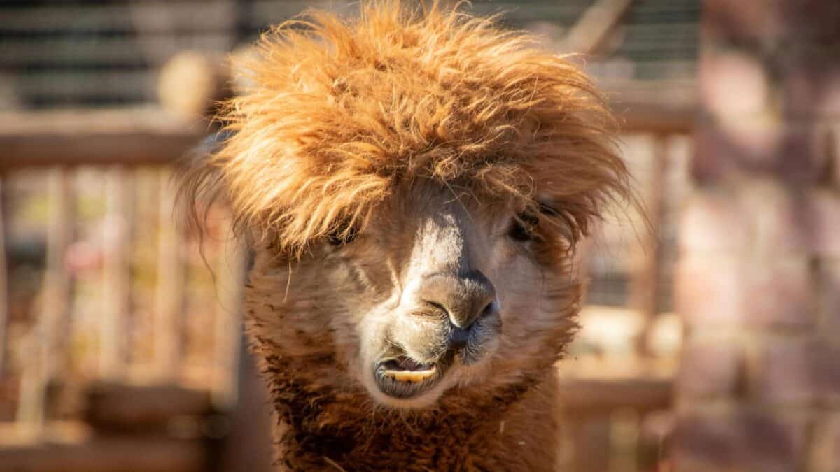 Llama fait une grimace en mâchant. 