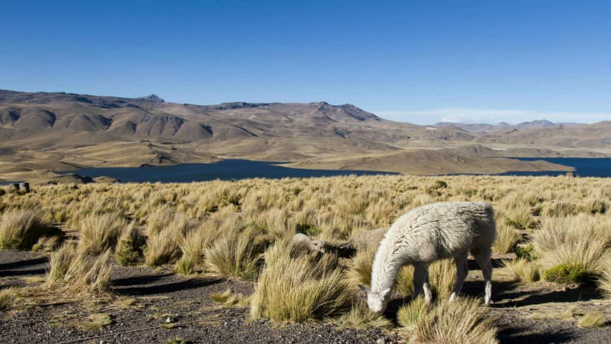 Les lamas paissant dans un domaine.