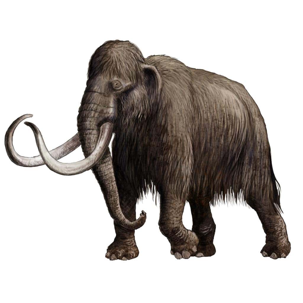 Mammouths Vs. Mastodons