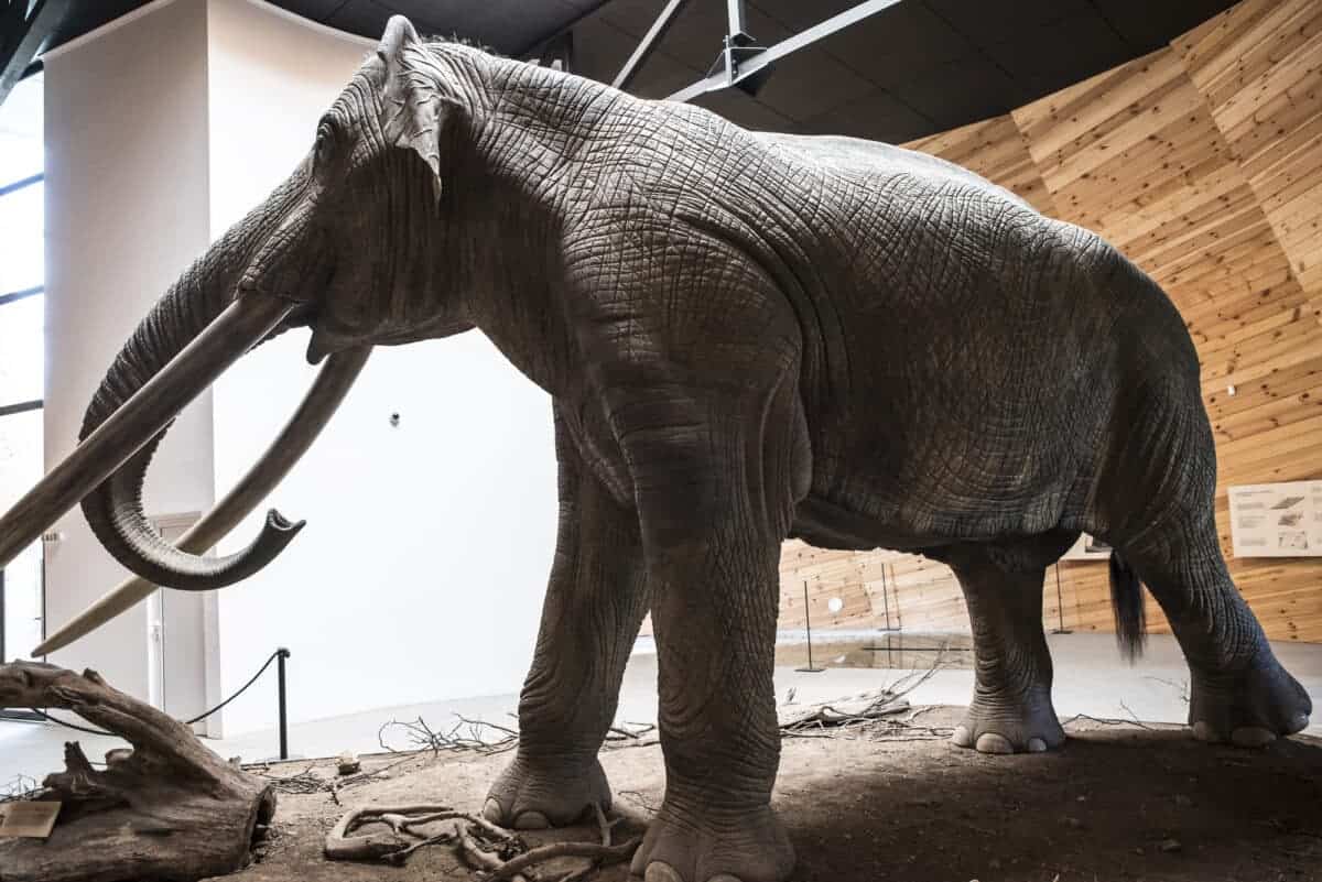 Mammouths Vs. Mastodons