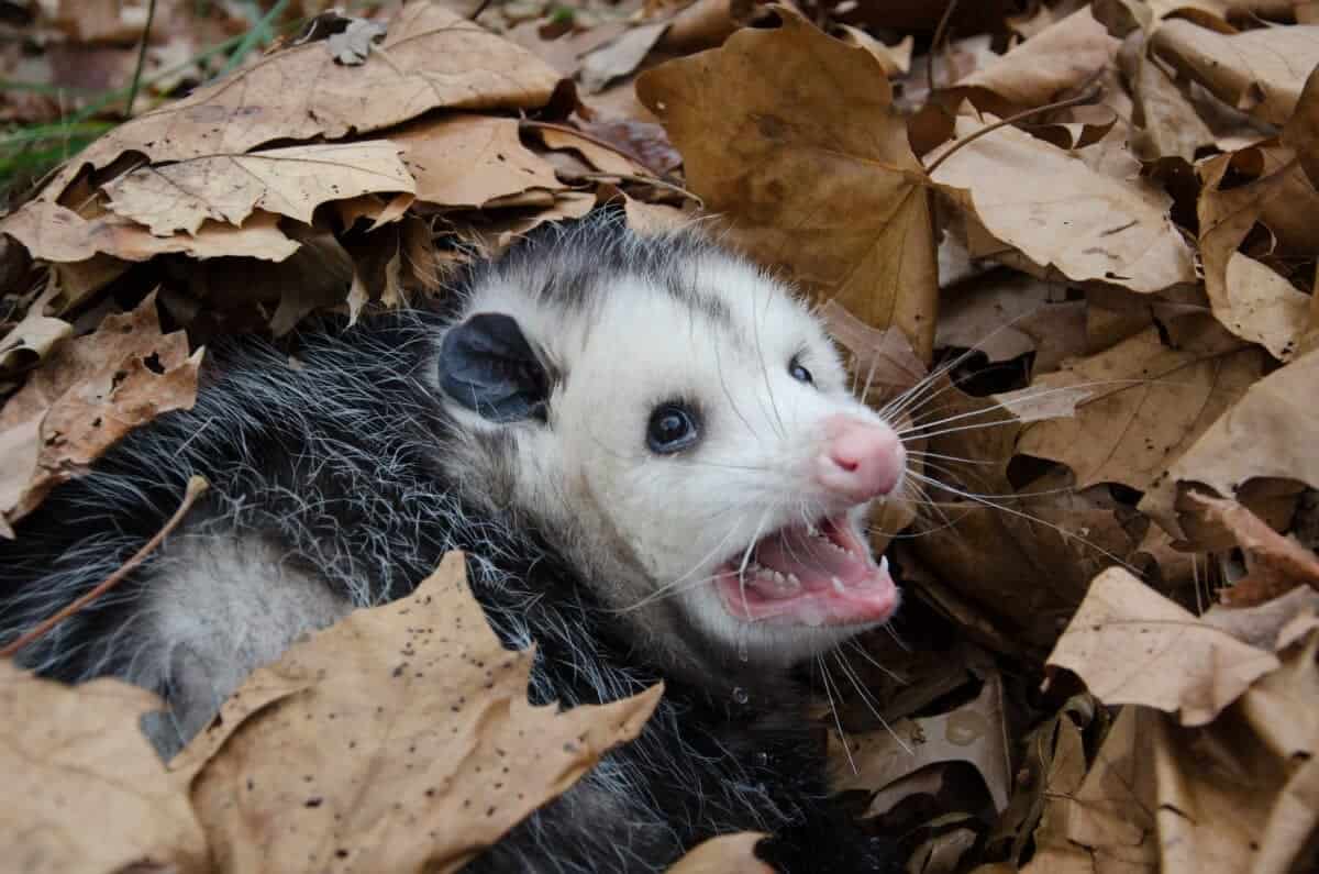 Opossum