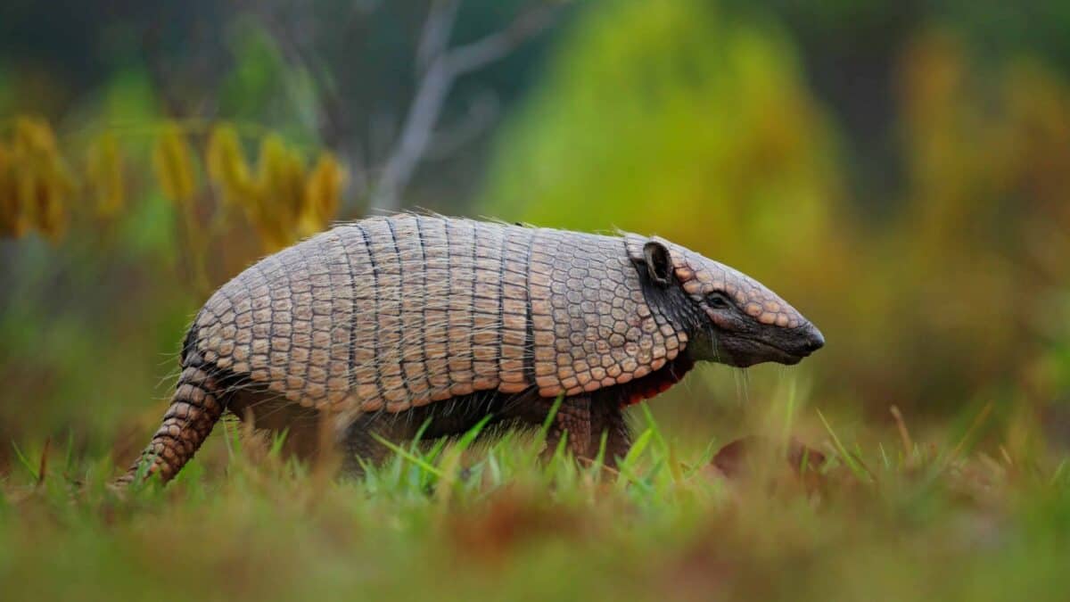 Une image rapprochée d'un tatou marchant dans un habitat naturel, sa coquille dure et segmentée visible.