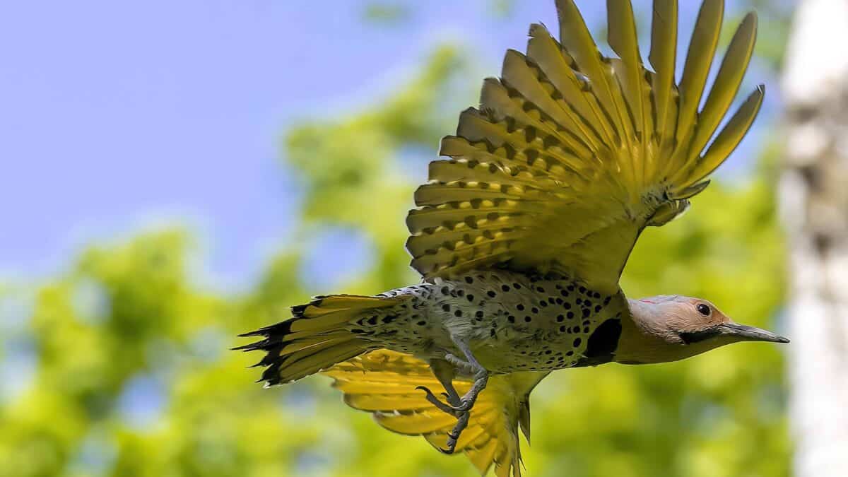 Le scintillement du Nord.