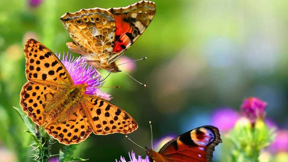 Quelques papillon monarque.
