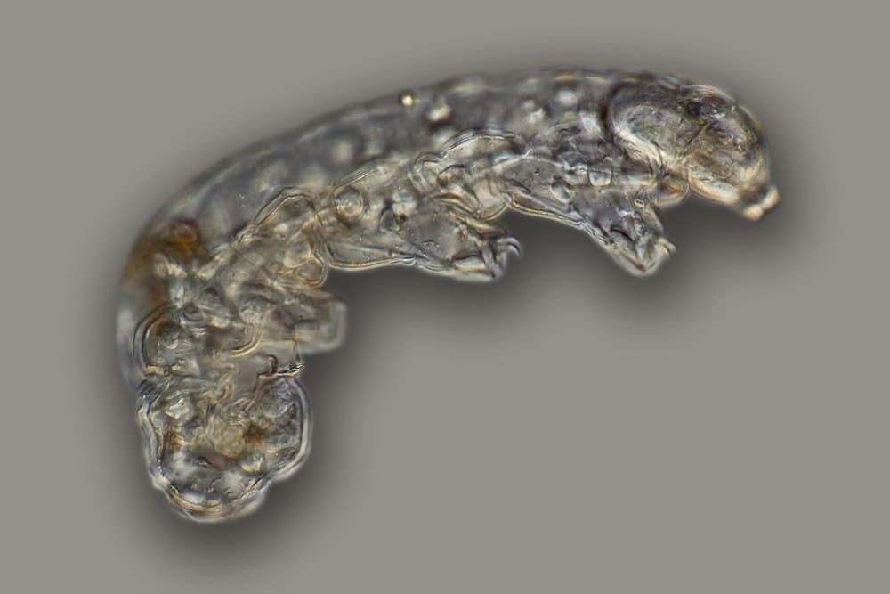 tardigrades