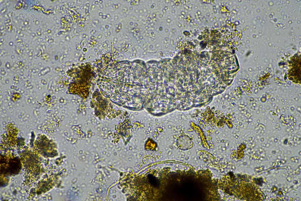 Micro-organismes et tardigrades dans un échantillon de sol dans une ferme