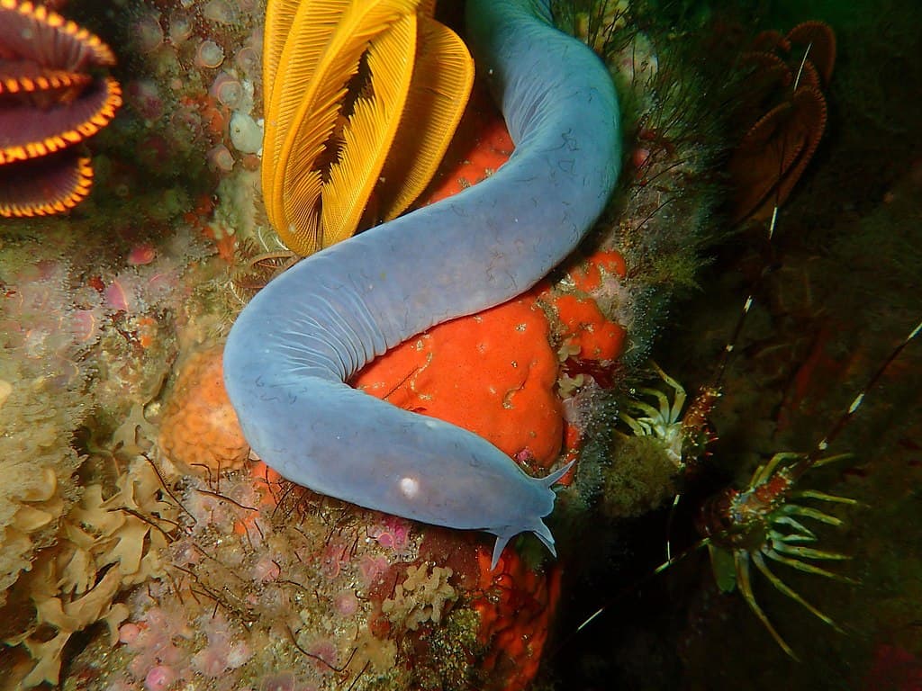 Sixgill Hagfish (Eptatretus hexatrema)
