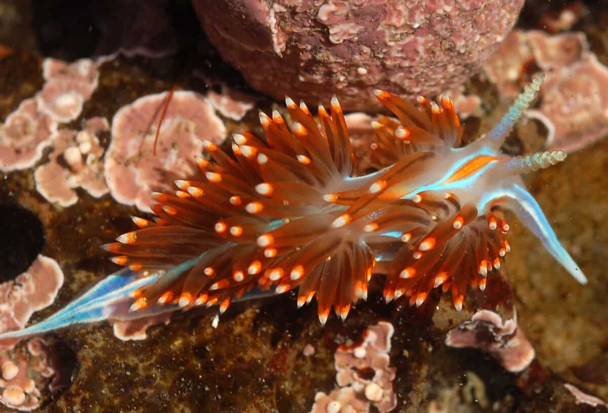Nudibranche d'opalescent