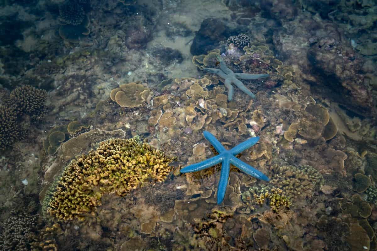 Les étoiles de mer bleues reposant sur un récif corallien vibrant dans de l'eau peu profonde et claire. Parfait pour les amateurs de vie marine.