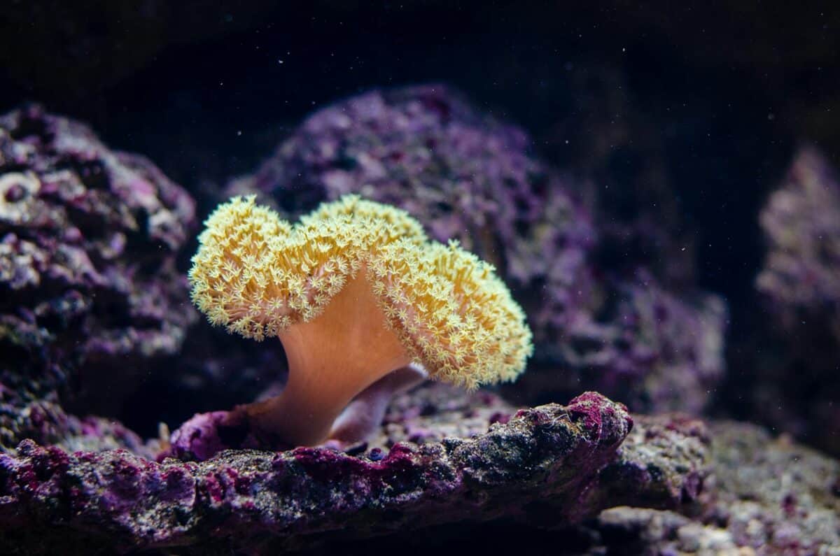 Gros plan d'un corail jaune sur un récif. Capture la beauté vibrante de la vie marine sous l'eau.