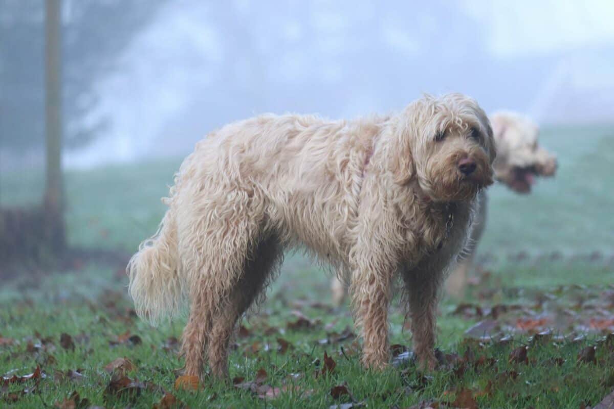 Un chien d'Otterhound mouillé debout sur l'herbe dans un parc brumeux.
