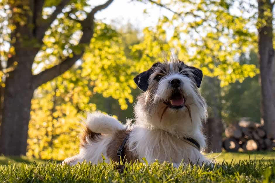 4. Dandie Dinmont Terrier: The Unique Little Terrier (Crédits d'image: Pexels)