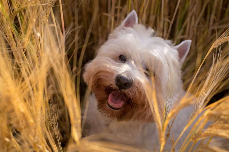 7. Skye Terrier: The Loyal Companion (Crédits d'image: Pexels)