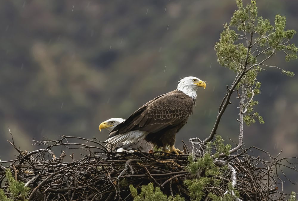 Pygargue à tête blanche américaine dans son nid