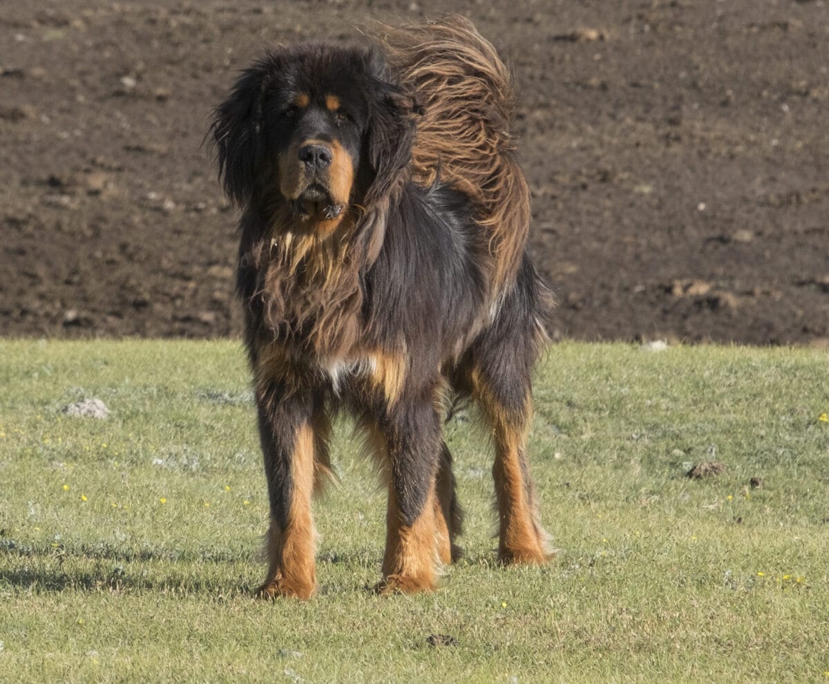 Mastiff tibétain