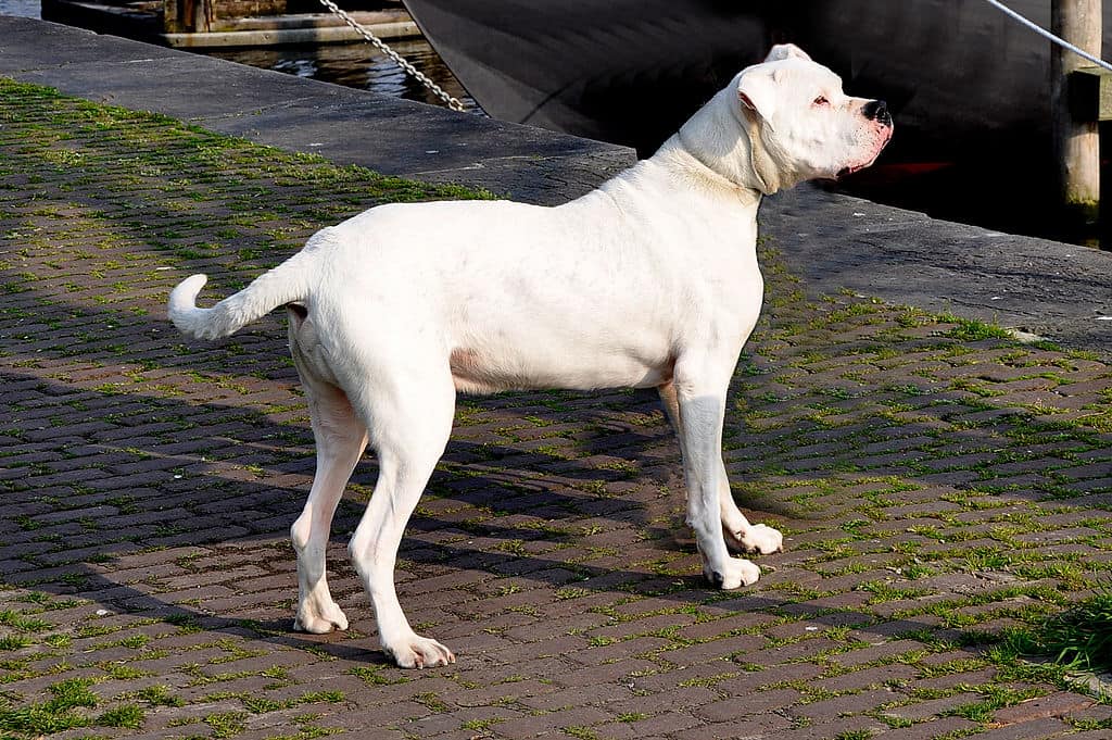 Dogo Argentino-argentin chien