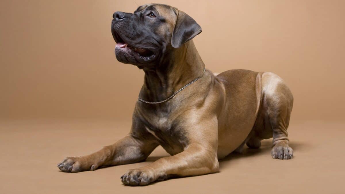 Chien Boerboel