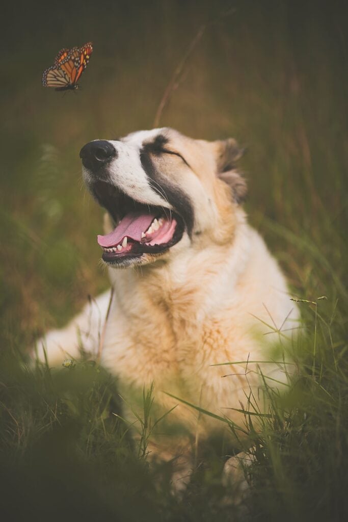 Chien en revêtement long et brun sur le terrain de l'herbe verte