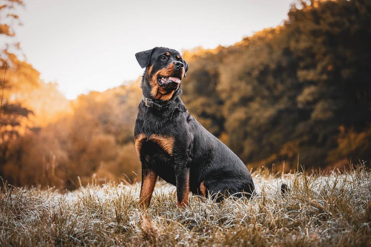 Rottweiler, chien, coucher de soleil, animal domestique, animal, forêt, nature, champ, prairie, rottie, rottweiler, rottweiler, rottweiler, rottweiler, animal de compagnie, rottweiler, chien, chien