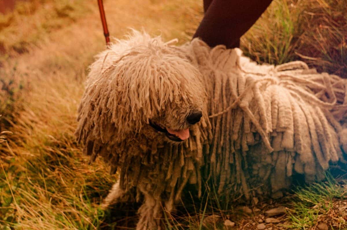 Un chien hirsute est promené par une personne