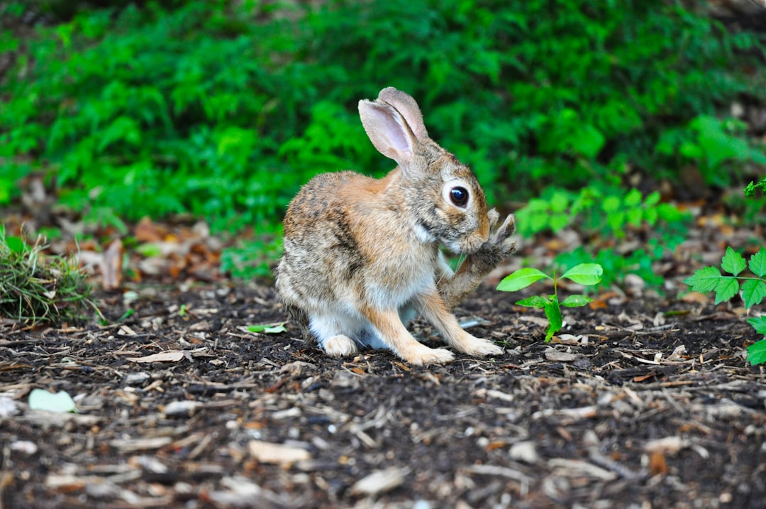 Le lapin Eastern Cottontail Enigmatic Eastern (Crédits d'image: UNSPLASH)