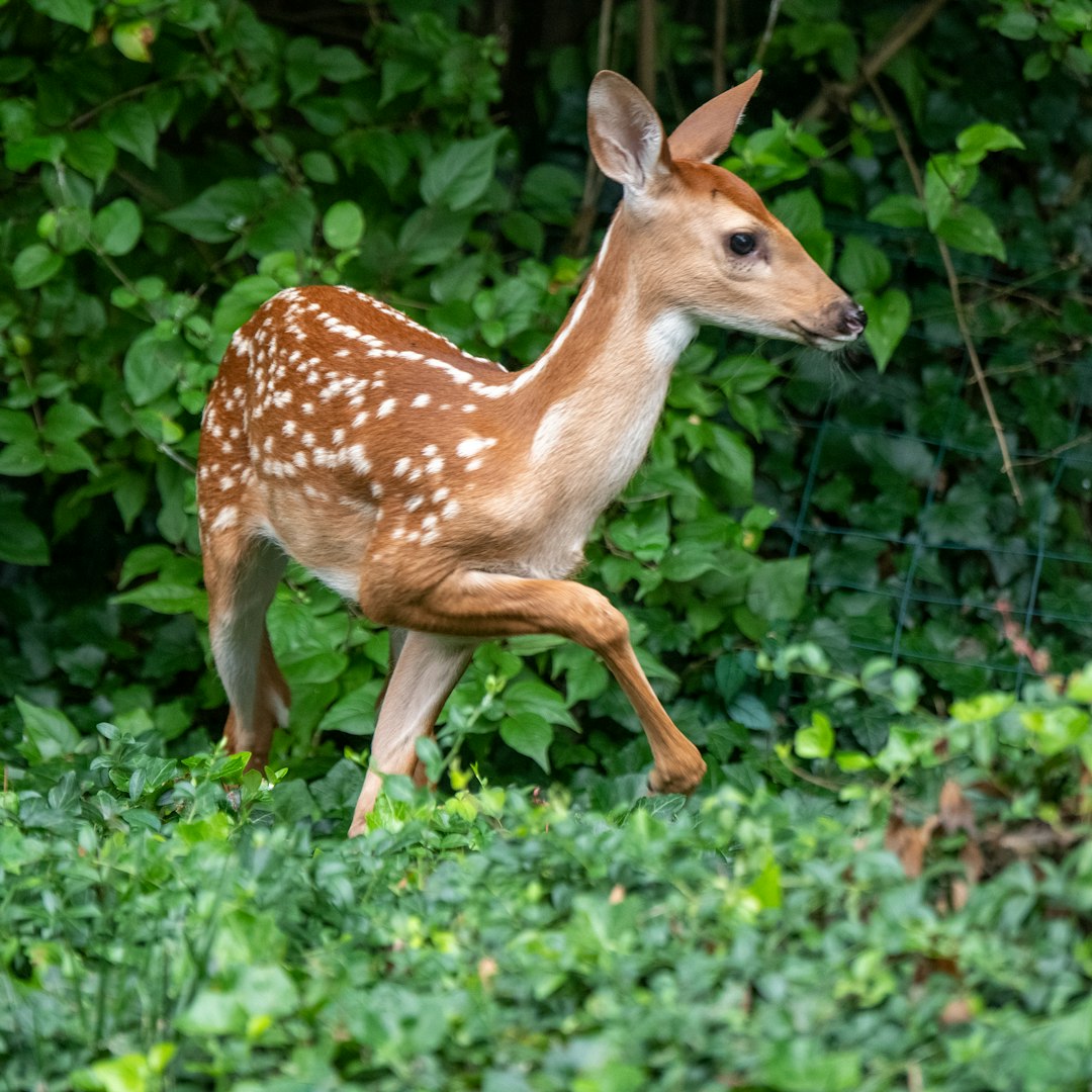 Le cerf à queue blanche gracieuse (crédits d'image: un peu)