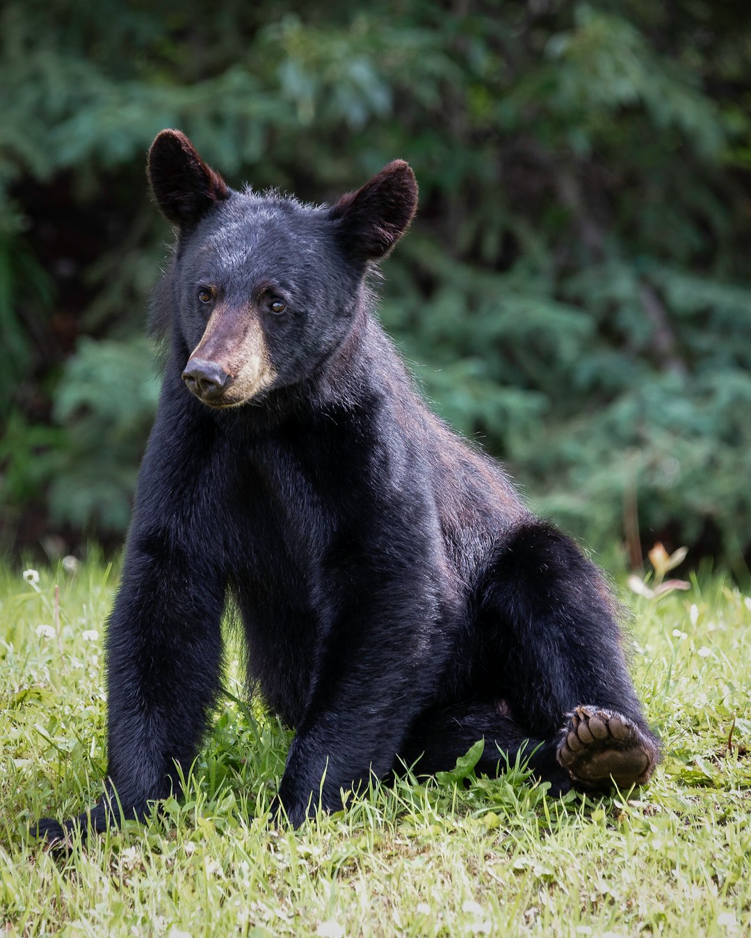 L'ours noir doux (crédits d'image: un peu)