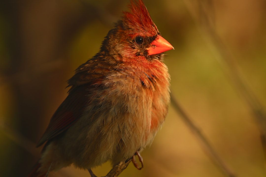 Le cardinal du nord coloré (crédits d'image: unclash)