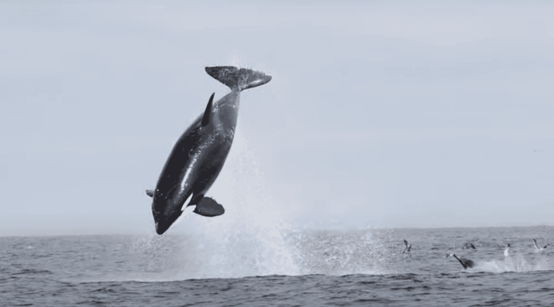 Des orques exotiques massives tendent une embuscade aux dauphins dans de superbes images capturées près de San Diego