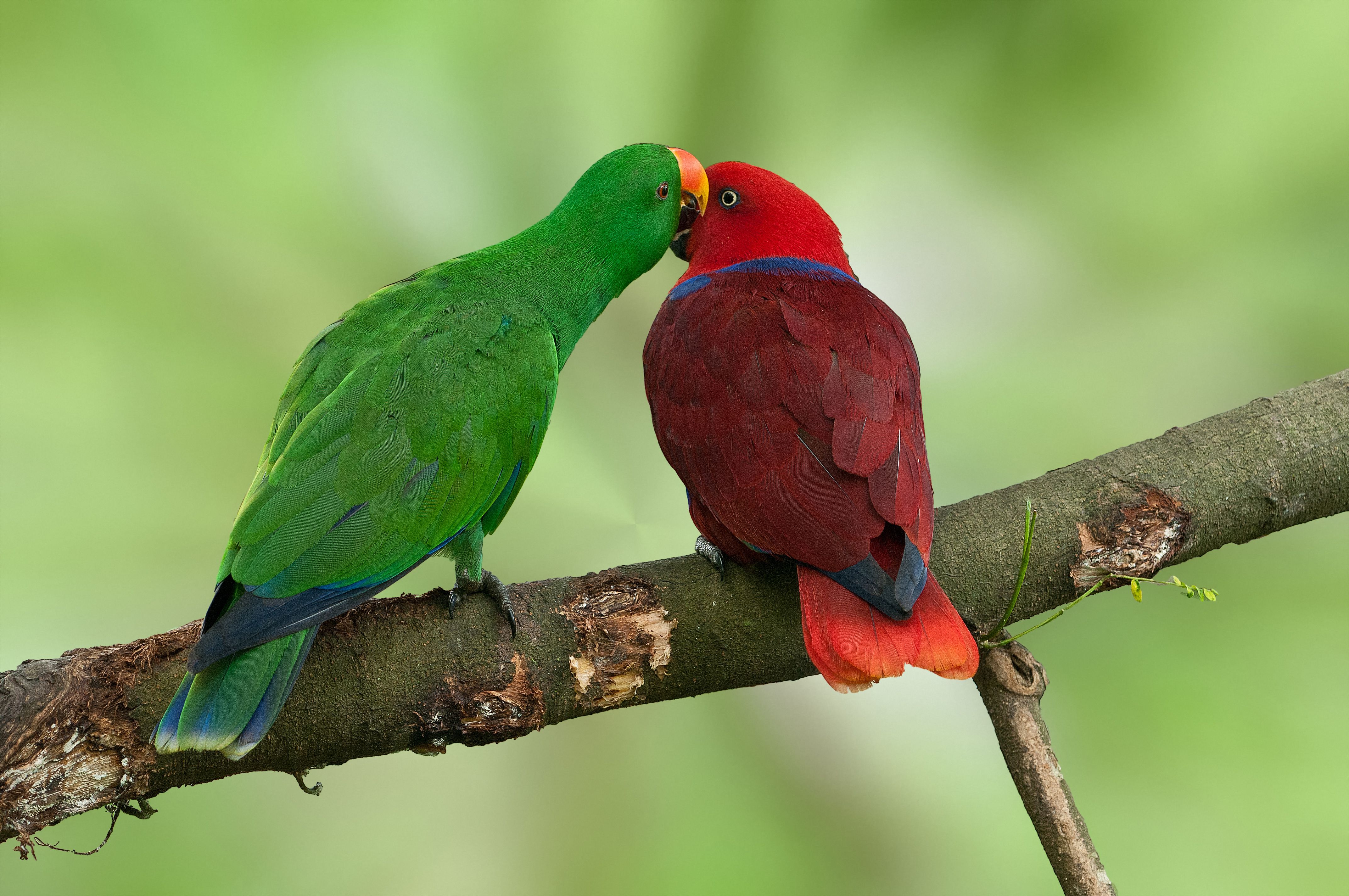 Eclectus perroquets dans un arbre