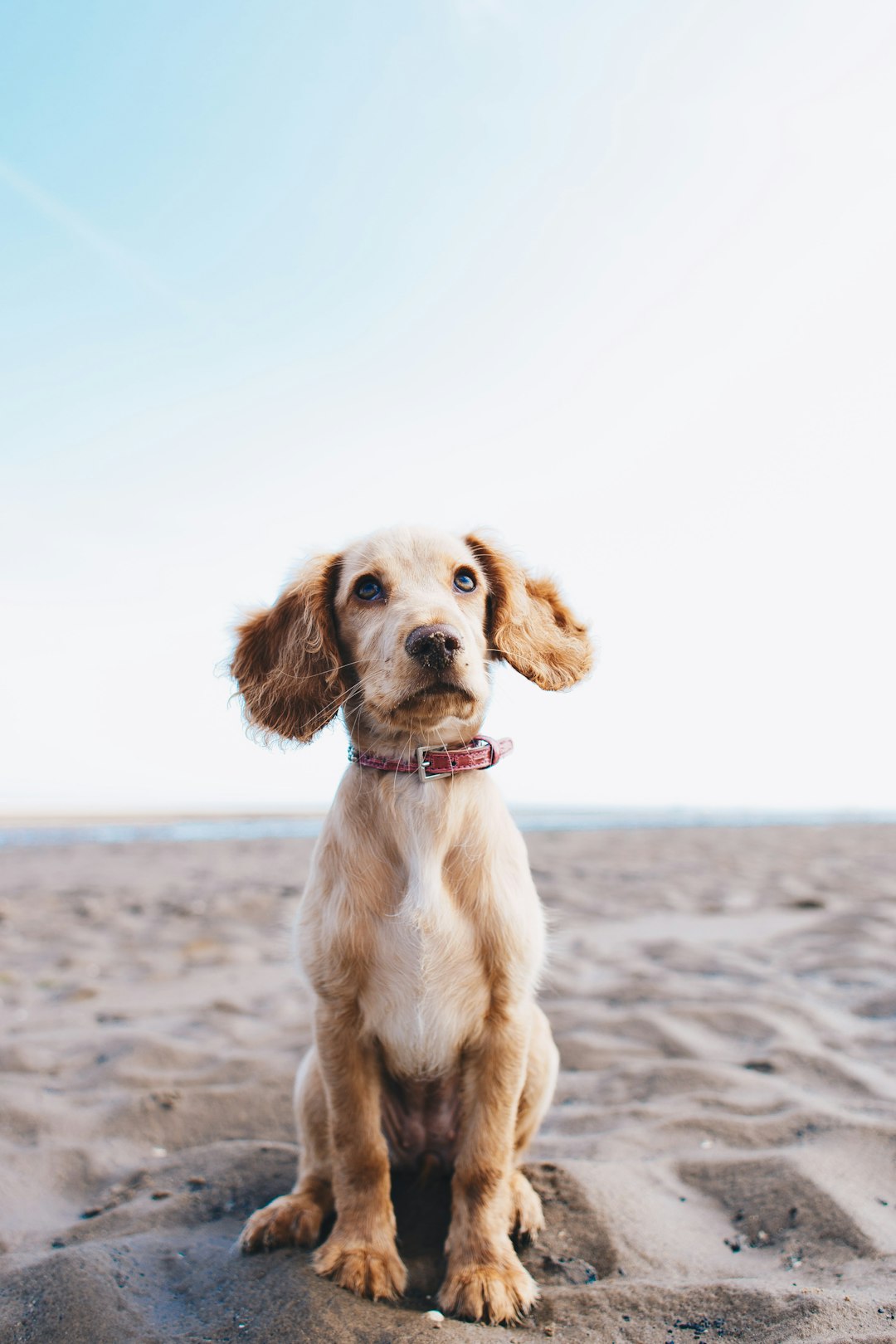 1. Norwegian Lundehund: The Puffin Hunter (Crédits d'image: UNSPLASH)